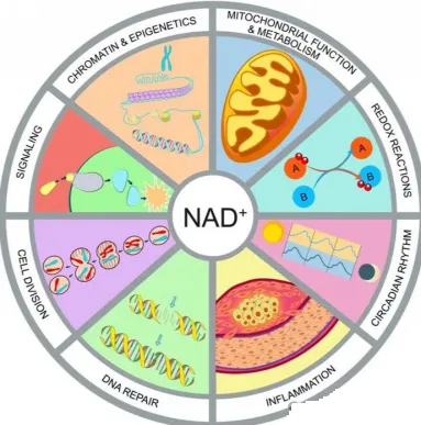 促进NAD+的生成
