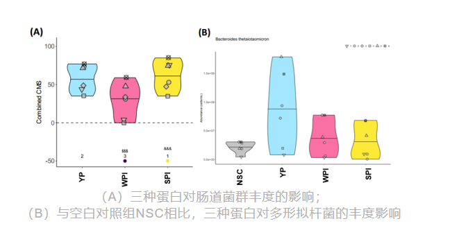 （A）三种蛋白对肠道菌群丰度的影响，（B）与空白对照组NSC相比，三种蛋白对多形拟杆菌的丰度影响实验图