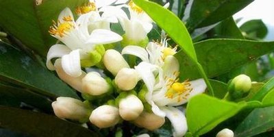神奇的花朵：代代花