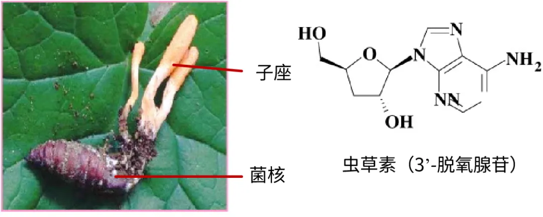 药食两用真菌：蛹虫草