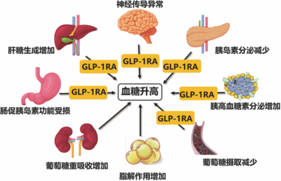 GLP的作用机制