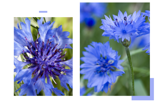 Cornflower