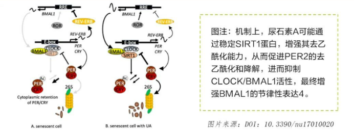 尿石素A增强BMAL1昼夜节律表达的作用机制
