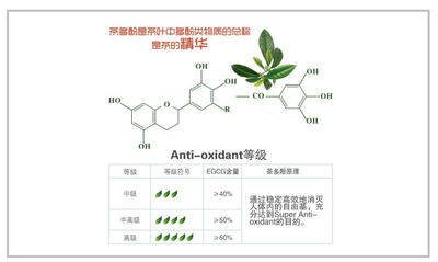 茶多酚是什么？