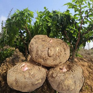 Glucomannan uses: