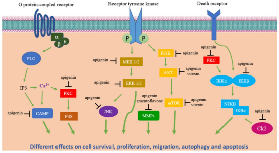 天然存在的类黄酮