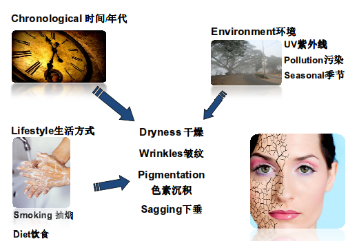 影响皮肤结构的因素