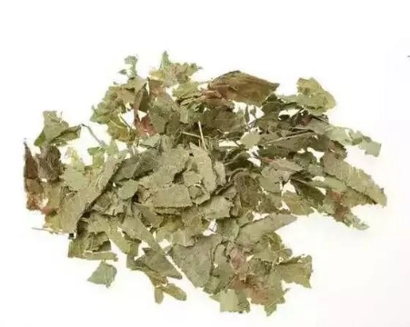 Epimedium