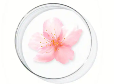樱花细节图