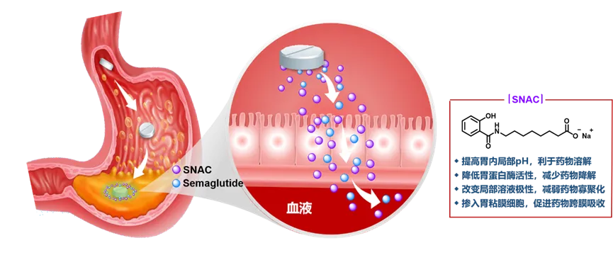 SNAC的作用机制