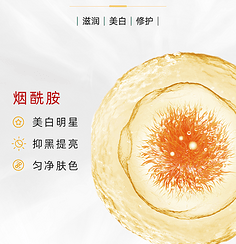 烟酰胺：调节细胞代谢与屏障健康