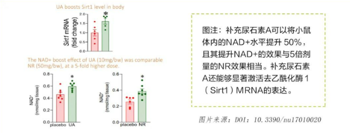 动物实验中尿石素A显著增加NAD+水平和Sirt1的表达