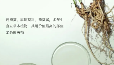 药蜀葵根