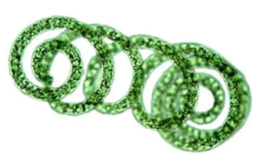 Spirulina